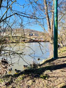 a group of ducks swimming in a river at Riverside Cabin Surrounded by Nature for Two in Esneux