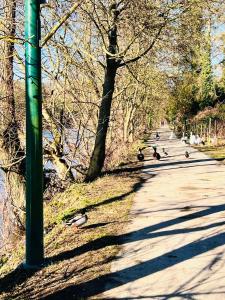 a group of ducks walking down a road at Riverside Cabin Surrounded by Nature for Two in Esneux +49 photos