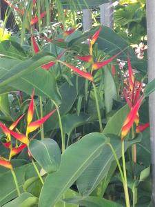 a group of plants with red and yellow flowers at Berry Cottage in Suva +3 photos