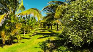 a row of palm trees in a field of grass at Eco Lodges Chalets Tropicales Playa Macao in Punta Cana