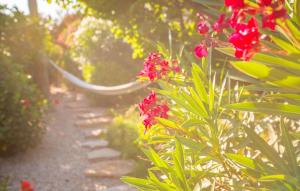 a garden with red flowers and a pathway at Robert Christopher Börner in Badia Gran +35 photos