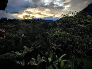 a forest of trees with the sun setting in the background at Mindo Suites - Rufous in Mindo +20 photos