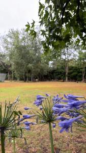 a group of blue flowers in a field at Campo Los Teritos in Abasto