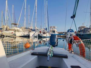 a toy frog sitting on the edge of a boat at Jack Sparrow in Puerto de Gandía +5 photos