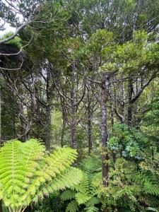 a forest with lush green plants and trees at Kauri Coast Bungalow in Karekare