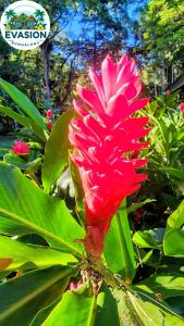 a pink flower on a plant with green leaves at EVASION Bungalow Tropical Spa in Sarraméa
