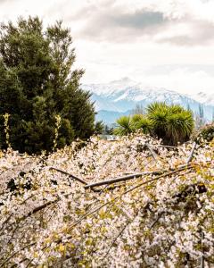 a field of flowers with mountains in the background at Studio C with all you need in Wanaka
