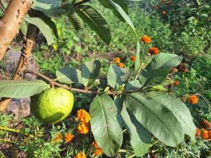 a green fruit is hanging from a tree at The Dungi Ser Experience in Sīyūn
