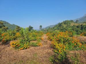 a field of flowers on the side of a mountain at The Dungi Ser Experience in Sīyūn