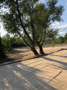 a tree on the side of a road at Hamlet de moment Ardeche com in Lablachère