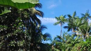 a group of palm trees in front of a blue sky at Cabaña Villa Samantha in Buenaventura