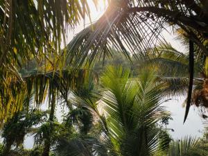 a group of palm trees with the sun behind them at Grace villa in Mandrem