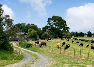 a herd of cows grazing in a field at Peaceful Country Escape in Gordonton - Green Meadows Cottage in Taupiri