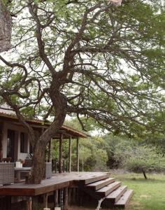 a wooden deck with a tree in front of a house at Mkhuze Trails Lodge in Hluhluwe