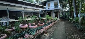 a group of plants in pots in front of a building at Larmar bed and breakfast in Puerto Princesa City