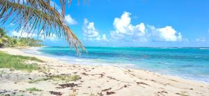 a beach with a palm tree and the ocean at TOUMALACAÏ Appart 238 in Folle Anse +3 photos