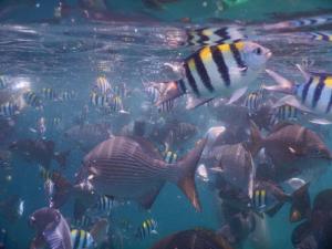 a group of fish swimming in the water at Raja Ampat Holidays in Besir +35 photos