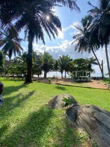 a park with palm trees and a rock in the grass at Nid douillet kribi in Kribi