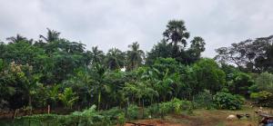 a forest of palm trees on a hill at Nirmala's Farmhouse - The Blu room in Kuttālam