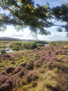 a field of grass with purple plants and a tree at Hytten in Silkeborg
