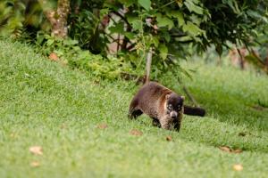 a brown bear walking in the grass at Hotel Sanctuarium Adults Only in Fortuna
