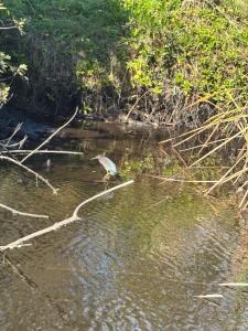 Gallery image of Cardinal vacations in North Fort Myers +5 photos
