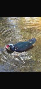Gallery image of Cardinal vacations in North Fort Myers