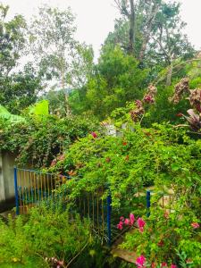 a garden with pink flowers and a blue gate at Casa da Kau in Ouro Preto