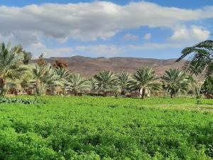 a field with palm trees and mountains in the background at استراحة الباشا albash farm stay in Al Karāmah