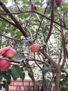 an apple tree with lots of fruit on it at Casa Sosa in Zacatlán +9 photos