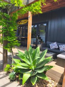 a large green plant sitting on a patio at Tiny House Experience in Sunset Strip