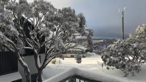 a tree covered in snow next to a building at Higgi Drive 6 in Mount Hotham