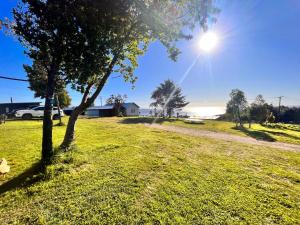 a tree in a field with the sun in the sky at Cabaña arriendo Salome in Valdivia