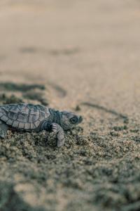 a small turtle walking on a dirt road at Darocotan Shipwreck Camping in El Nido