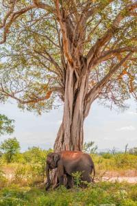 an elephant standing next to a large tree at Safari lodge in Udawalawe
