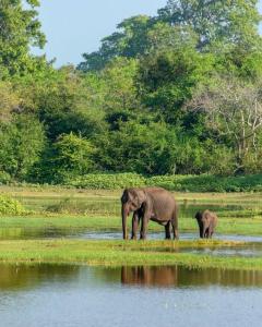 two elephants standing in a body of water at Safari lodge in Udawalawe