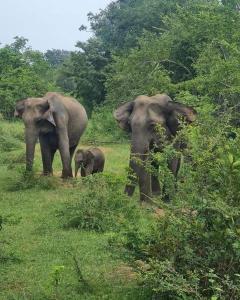 two adult elephants and a baby elephant walking in a field at Safari lodge in Udawalawe