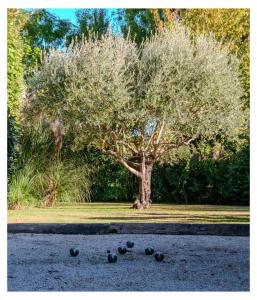 a group of birds sitting in front of a tree at la villa "Loane" à St Paul trois Chateaux in Saint-Paul-Trois-Châteaux
