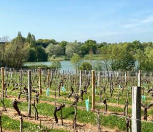 a bunch of vineyards in a field next to a river at La Pierre du Bonheur in Saint-Denis-dʼAnjou +6 photos