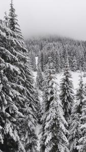 a group of christmas trees covered in snow at Sun Stream Apartment in Pamporovo