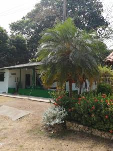 a palm tree in front of a house at punta bolivar in San Antero