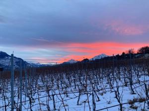 a field of vines with a sunset in the background at A 5mn de Sion - Appartement Havre de Paix in Grimisuat