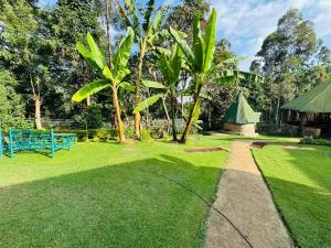 a grass yard with a blue bench and a tent at Oldadai Falls Retreat in Arusha +7 photos
