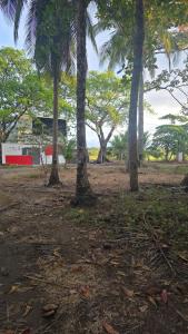 a group of palm trees in front of a building at HOUSEWAVe in Parrita +5 photos