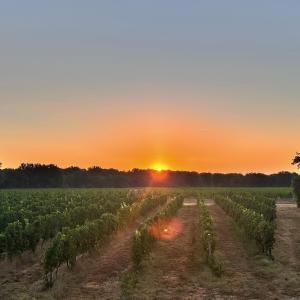 a field of crops with the sunset in the background at Refuge Luxe - Boutique Guesthouse (Adults only - Gay-friendly) in Camiran