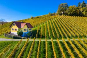 a house in the middle of a vineyard at Ferienhaus Weingut Bauer in Gamlitz