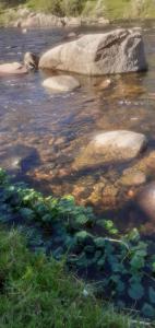 a river with rocks and plants in the water at Latido de Montaña in Bialet Massé