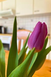 a purple flower sitting on top of a table at Backhuus 2 in Fehmarn