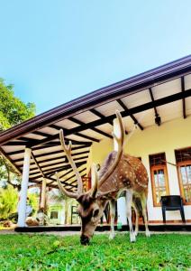 a deer with antlers standing in the grass in front of a house at Yala Eagle Nest & Safari in Tissamaharama