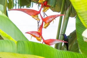 a red flower is hanging from a banana tree at Casa Rosaz in Cavalcante